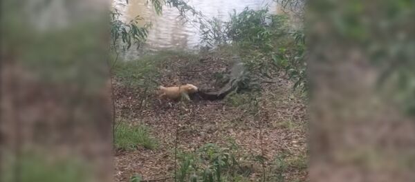 Собака и крокодил Собака и крокодил - Sputnik Южная Осетия