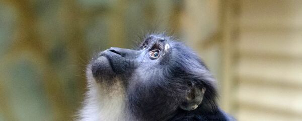 Ленинградский зоопарк Ленинградский зоопарк - Sputnik Южная Осетия