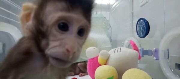 Китайские ученые показали первых в мире клонированных приматов Китайские ученые показали первых в мире клонированных приматов - Sputnik Южная Осетия