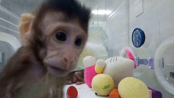 Китайские ученые показали первых в мире клонированных приматов - Sputnik Южная Осетия
