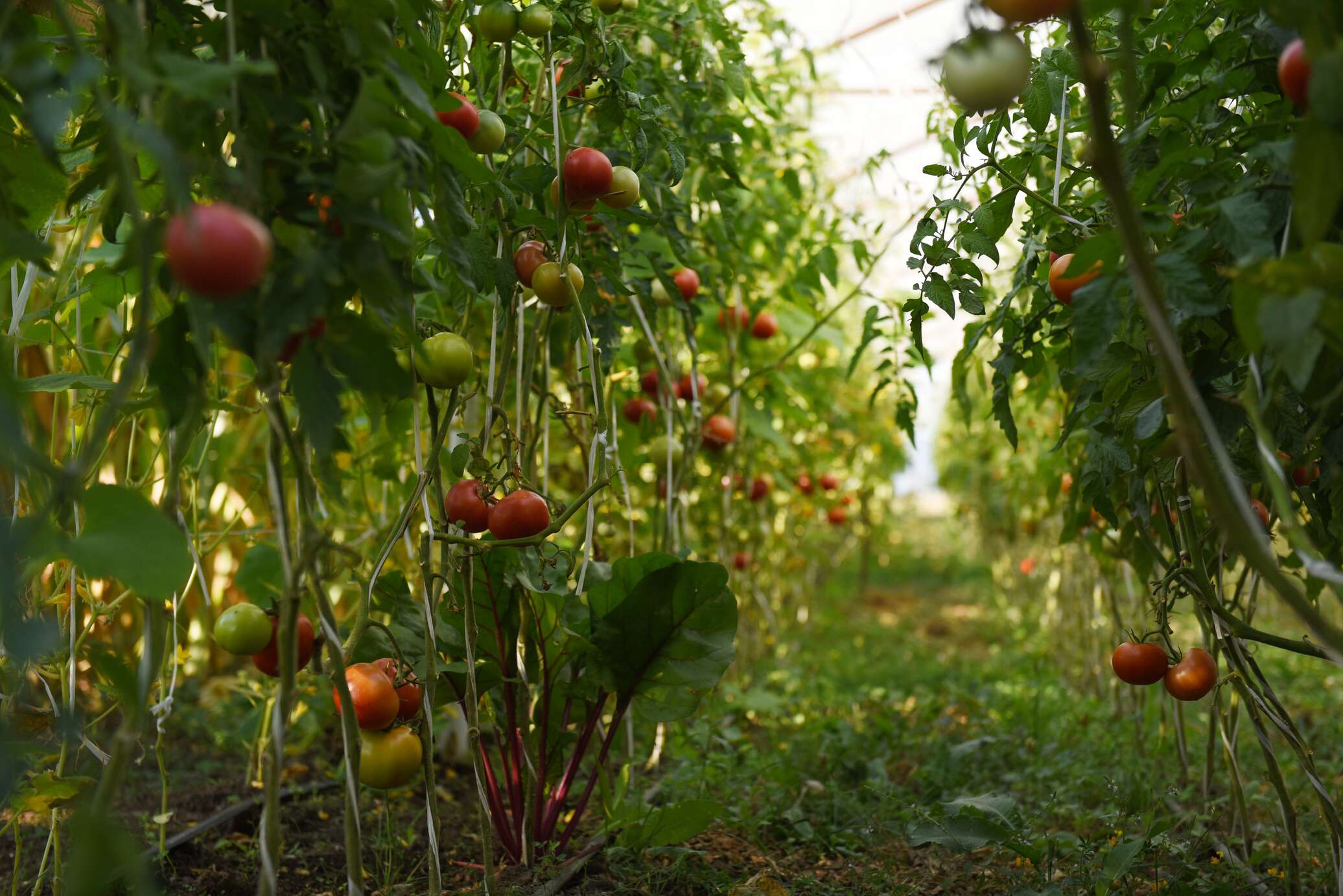 Сады осетии. Овощеводство в Абхазии. Какие фрукты растут в Осетии. Что выращивают в южнойасетии. Фруктовые сады Южной Осетии фото.