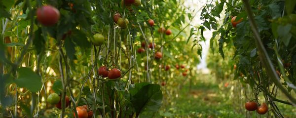 Парник в селе Терегуан Парник в селе Терегуан - Sputnik Южная Осетия