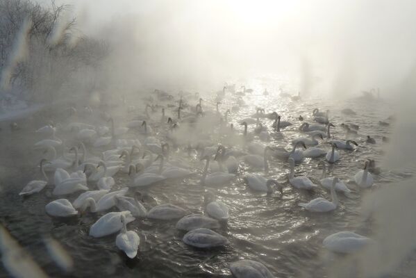 Лебеди-кликуны зимуют на Лебедином озере - Sputnik Южная Осетия