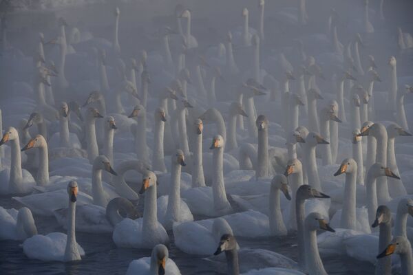Лебеди-кликуны зимуют на Лебедином озере - Sputnik Южная Осетия