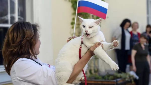 Кот-оракул Ахилл, работающий в Эрмитаже. Архивное фото - Sputnik Южная Осетия