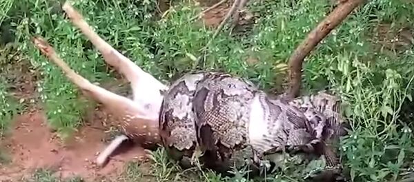 Питон ест оленя Питон ест оленя - Sputnik Южная Осетия