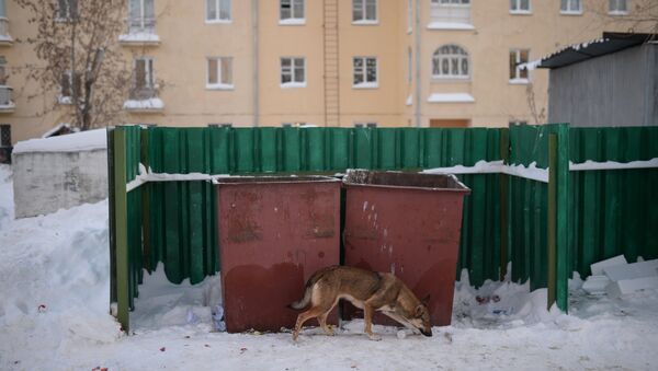 Бездомная собака - Sputnik Южная Осетия