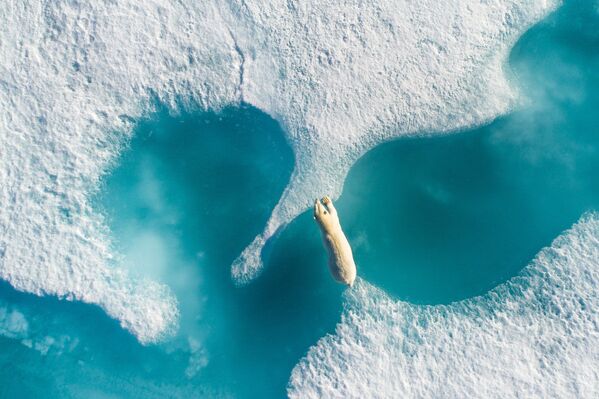Снимок Above the polar bear фотографа Florian Ledoux, гран-при конкурса 2017 SkyPixel Photo Contest - Sputnik Южная Осетия