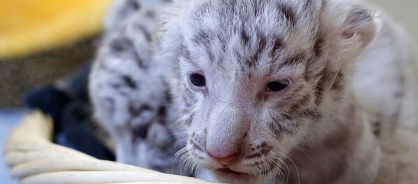 Три редких белых тигренка в зоопарке - Sputnik Южная Осетия