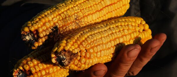 Уборка кукурузы в Приморье - Sputnik Южная Осетия