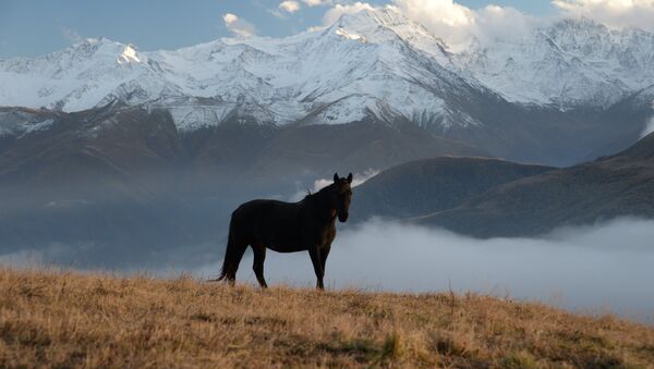 Лошадь на горном лугу - Sputnik Южная Осетия