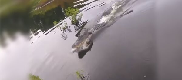 Наглый крокодил украл у рыбака улов Наглый крокодил украл у рыбака улов - Sputnik Южная Осетия