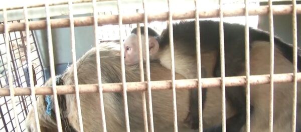 Друг в беде не бросит: как колумбийская собака усыновила обезьяну-капуцина Друг в беде не бросит: как колумбийская собака усыновила обезьяну-капуцина - Sputnik Южная Осетия