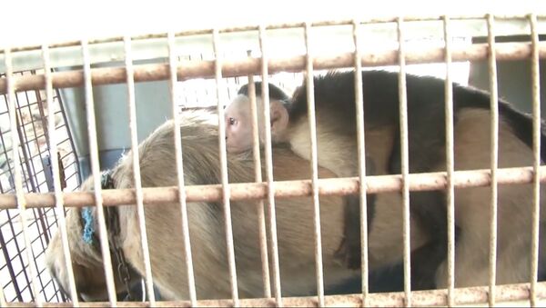 Друг в беде не бросит: как колумбийская собака усыновила обезьяну-капуцина - Sputnik Южная Осетия