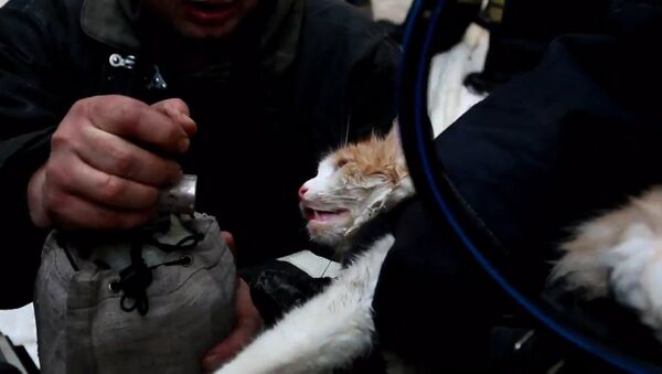 Кошку с того света вытащили волгоградские пожарные - Sputnik Южная Осетия