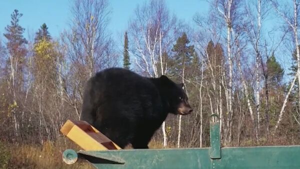 Двух медвежат уговаривали покинуть мусорный контейнер в США - Sputnik Южная Осетия