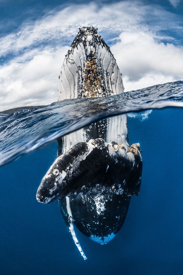 Снимок Humpback whale spy hopping французского фотографа Greg Lecoeur, занявший первое место в категории Wide Angle конкурса подводной фотографии 2018 Underwater Photographer of the Year - Sputnik Южная Осетия