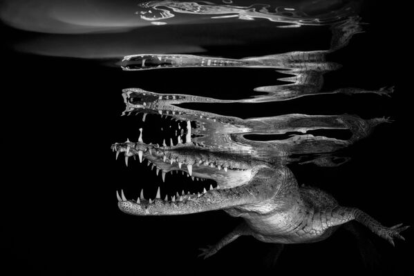 Снимок Crocodile reflections словенского фотографа Borut Furlan, занявший 1-е место в категории Black & White конкурса подводной фотографии 2018 Underwater Photographer of the Year - Sputnik Южная Осетия