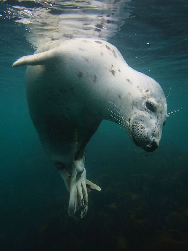 Снимок Scratchy Seal британского фотографа Vicky Paynter, занявший первое место в категории British Waters Compact конкурса подводной фотографии 2018 Underwater Photographer of the Year - Sputnik Южная Осетия