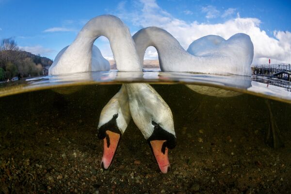 Снимок Love Birds британского фотографа Grant Thomas, победивший в категории British Waters конкурса подводной фотографии 2018 Underwater Photographer of the Year - Sputnik Южная Осетия