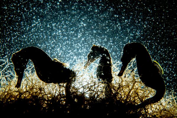 Снимок Seahorse Density канадского фотографа Shane Gross, занявший первое место в категории Macro конкурса подводной фотографии 2018 Underwater Photographer of the Year - Sputnik Южная Осетия