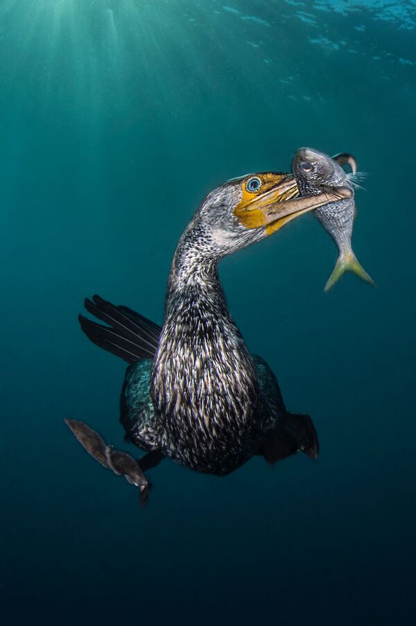 Снимок The Fisherman итальянского фотографа Filippo Borghi, победивший в категории Behaviour конкурса подводной фотографии 2018 Underwater Photographer of the Year - Sputnik Южная Осетия