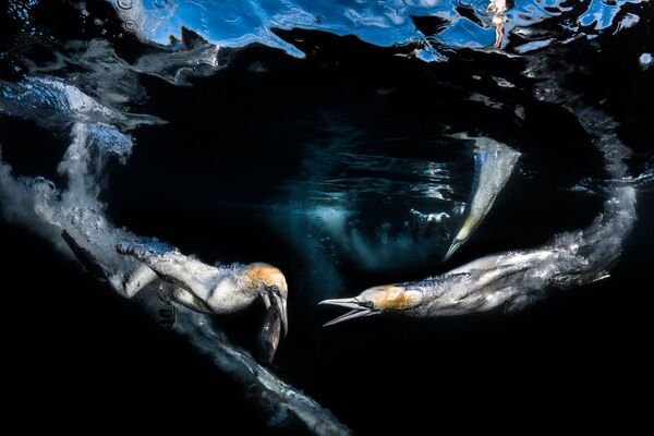 Снимок Gannets feeding французского фотографа Greg Lecoeur, занявший 3-е место в категории Behaviour конкурса подводной фотографии 2018 Underwater Photographer of the Year - Sputnik Южная Осетия
