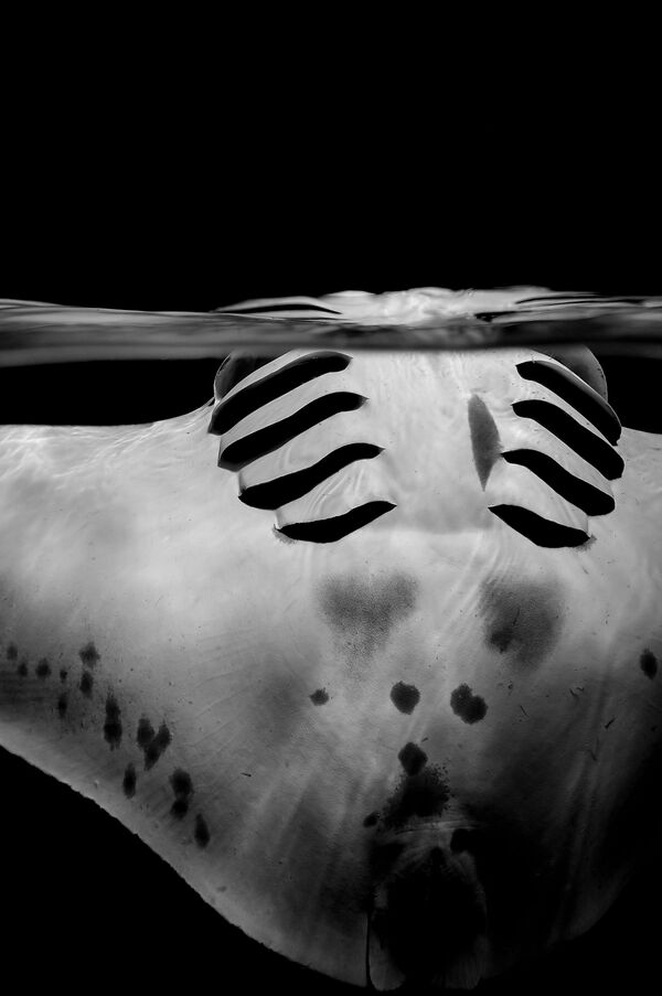 Снимок Graceful manta швейцарского фотографа Sylvie Ayer, занявший 2-е место в категории Black & White конкурса подводной фотографии 2018 Underwater Photographer of the Year - Sputnik Южная Осетия