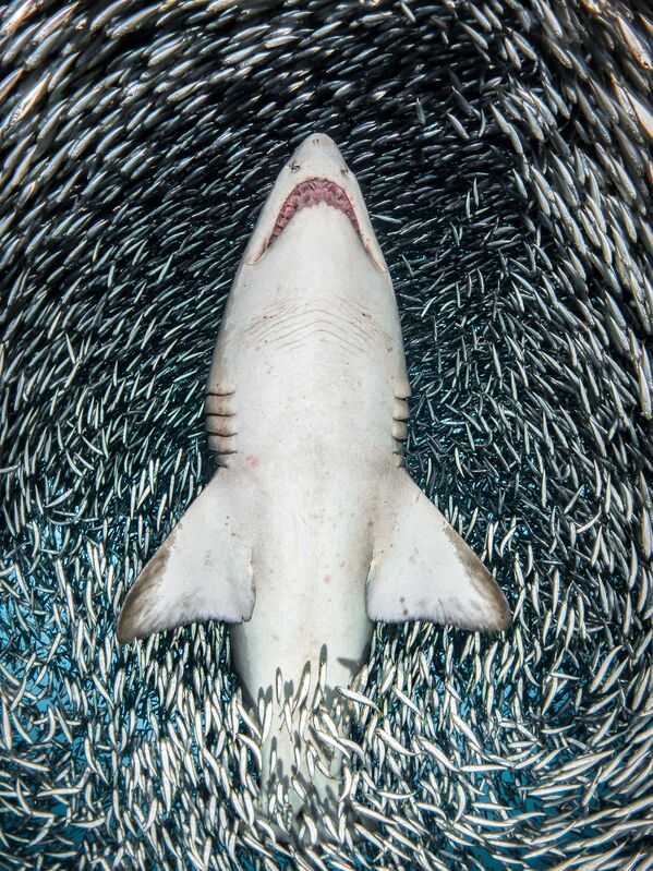 Снимок A sand tiger shark surrounded by tiny bait fish американского фотографа Tanya Houppermans, победивший в категории Portrait конкурса подводной фотографии 2018 Underwater Photographer of the Year - Sputnik Южная Осетия