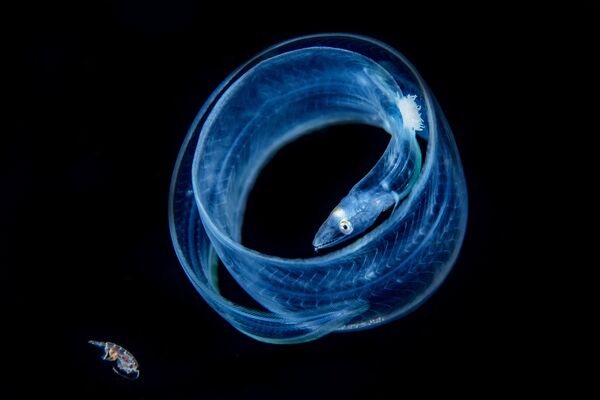 Снимок Friend or Food?! филиппинского фотографа Songda Cai, занявший 2-е место в категории Macro в конкурсе подводной фотографии 2018 Underwater Photographer of the Year - Sputnik Южная Осетия