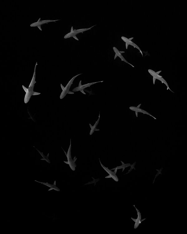 Снимок Angels of the Deep американского фотографа Santosh Shanmuga, занявший 3-е место в категории Black & White конкурса подводной фотографии 2018 Underwater Photographer of the Year - Sputnik Южная Осетия
