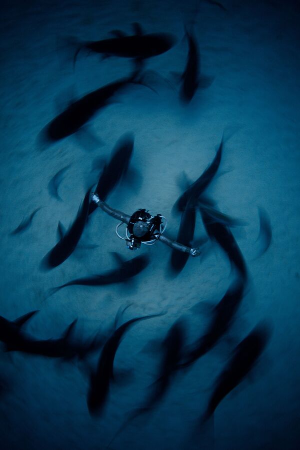 Снимок Surrounded китайского фотографа Fan Ping, занявший второе место в категории Wide Angle в конкурсе подводной фотографии 2018 Underwater Photographer of the Year - Sputnik Южная Осетия