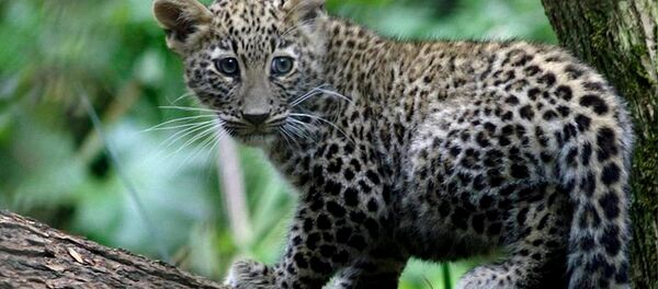 кавказские леопарды (барсы) - Sputnik Южная Осетия