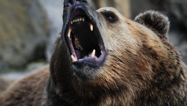 Медведь - Sputnik Южная Осетия
