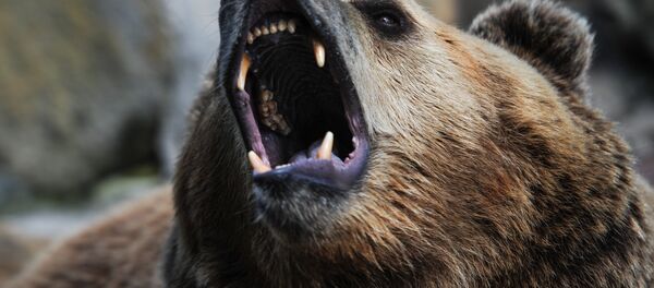 Медведь  - Sputnik Южная Осетия