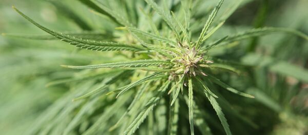 Дикорастущая конопля Дикорастущая конопля - Sputnik Южная Осетия