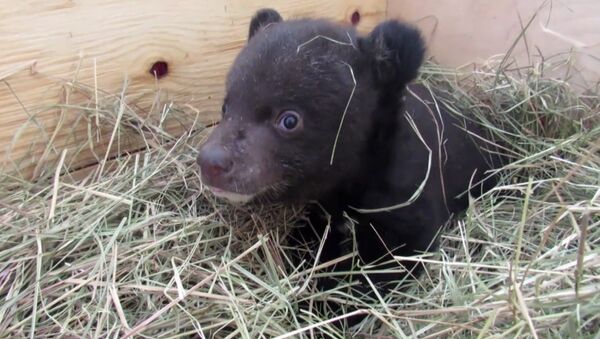В Приморье выхаживают найденного в сарае гималайского медвежонка - Sputnik Южная Осетия