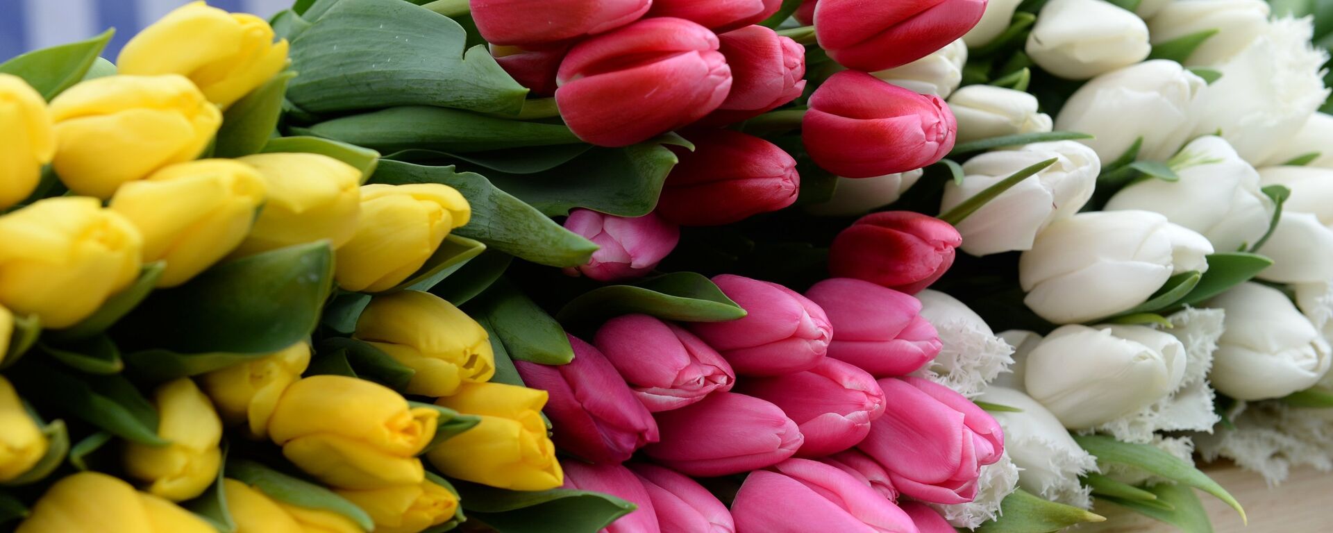 Продажа тюльпанов - Sputnik Южная Осетия, 1920, 02.03.2026