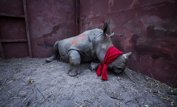 Снимок из серии The Return of the Rhino южноафриканского фотографа Neil Aldridge из категории Natural World & Wildlife (Professional), вошедший в шортлист фотоконкурса 2018 Sony World Photography Awards - Sputnik Южная Осетия