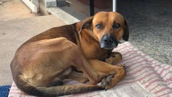 Верный пес ждет хозяина у дверей больницы - Sputnik Южная Осетия