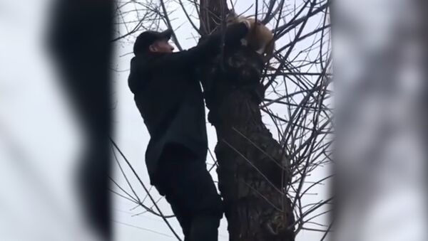 парень снял кота с дерева - Sputnik Южная Осетия