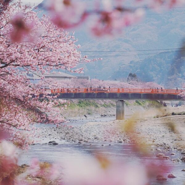 Цветение сакуры в Японии - Sputnik Южная Осетия