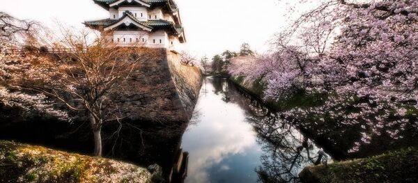 Цветение сакуры в Японии Цветение сакуры в Японии - Sputnik Южная Осетия