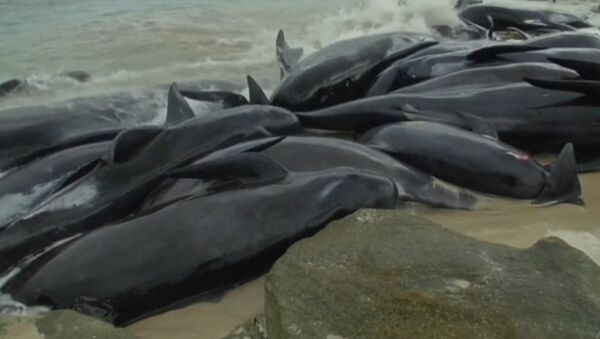 В Австралии на берег выбросились более 150 дельфинов - Sputnik Южная Осетия