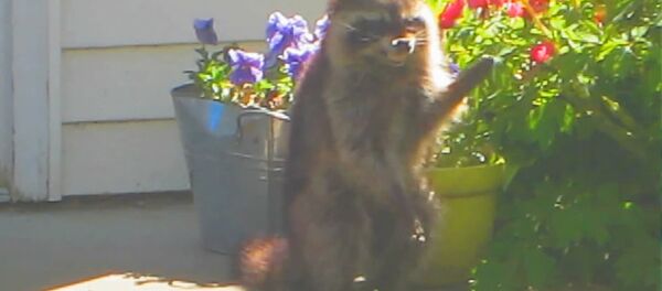 Енот-зомби Енот-зомби - Sputnik Южная Осетия