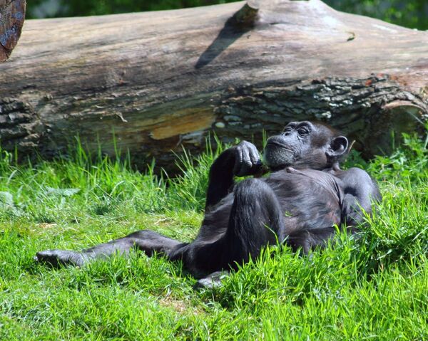 Шимпанзе - Sputnik Южная Осетия