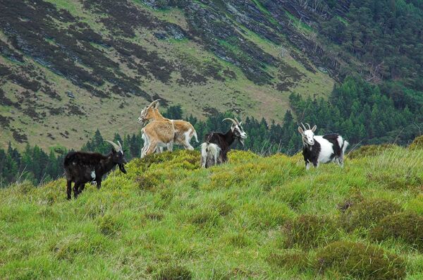Козы - Sputnik Южная Осетия