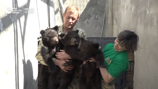 Дружные и самостоятельные: в Крыму родилась тройня медвежат - Sputnik Южная Осетия
