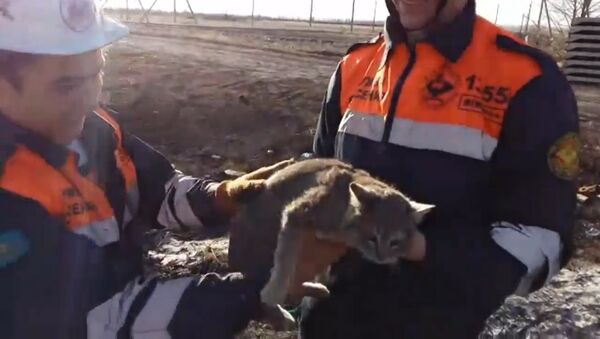 Упитанную кошку вытащили из бетонной плиты в Караганде - Sputnik Южная Осетия