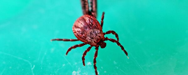 Клещ - Sputnik Южная Осетия